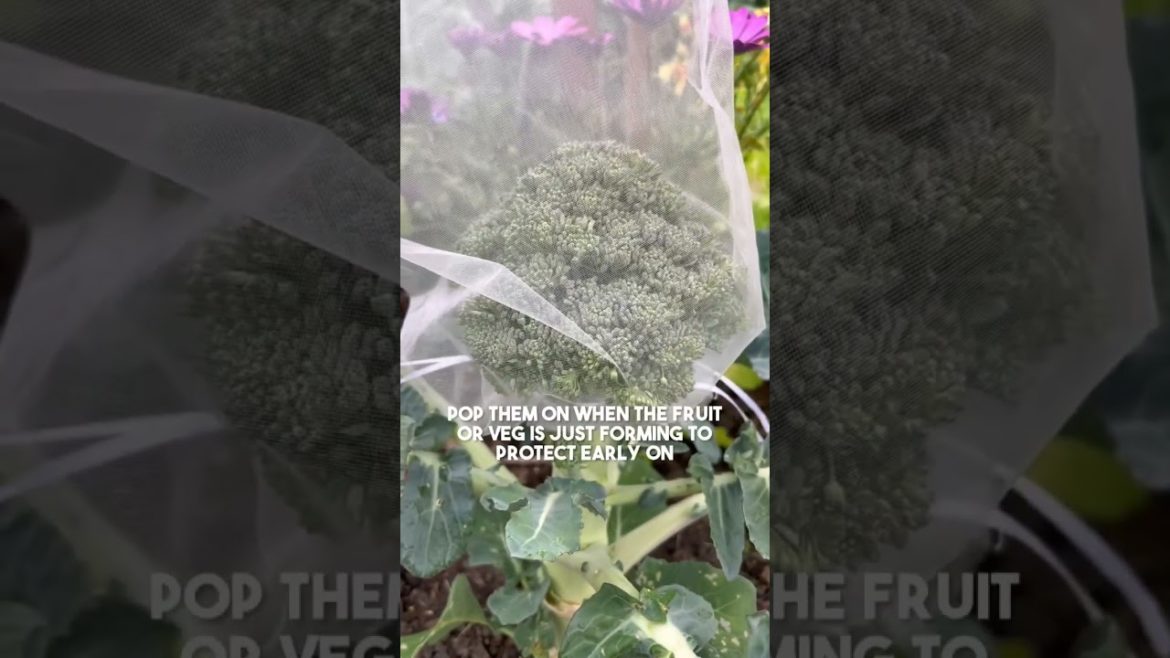 Tip for keeping bugs off your homegrown fruit & veg! | Diary of a Yorkshire Gardener Tip for keeping bugs off your homegrown fruit & veg! | Diary of a Yorkshire Gardener