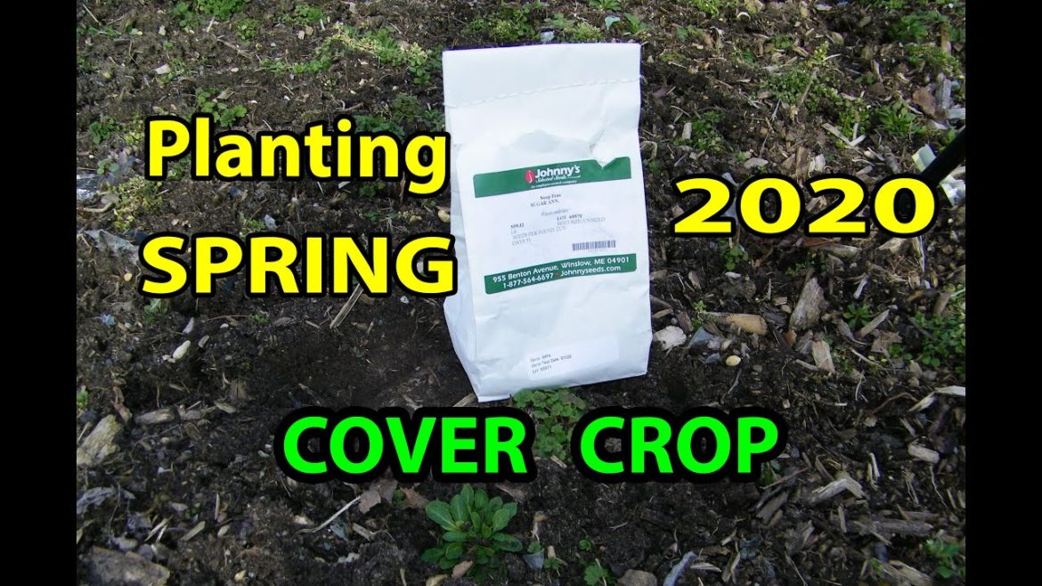 NO Till SPRING Cover Crop Planting. Prep for 2020 Backyard Garden. NO Till SPRING Cover Crop Planting. Prep for 2020 Backyard Garden.