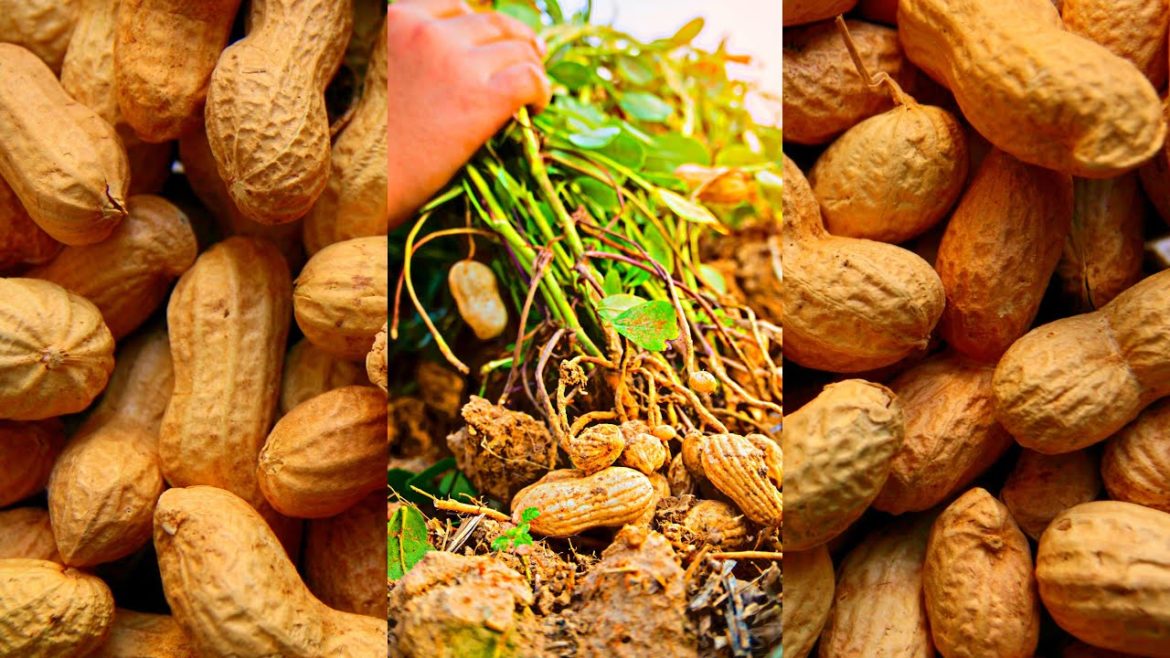 अब आपको मूंगफली बाजार से नहीं लेनी पड़ेगी #peanut #shorts #garden #vegetables #youtubeshorts