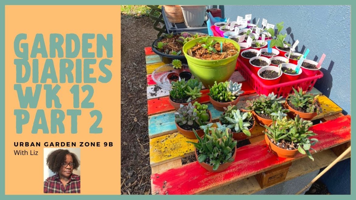 Container Garden Diaries Wk 12 Part 2 Documenting Our Garden Journey Small Space Gardening Zone 9b Container Garden Diaries Wk 12 Part 2 Documenting Our Garden Journey Small Space Gardening Zone 9b