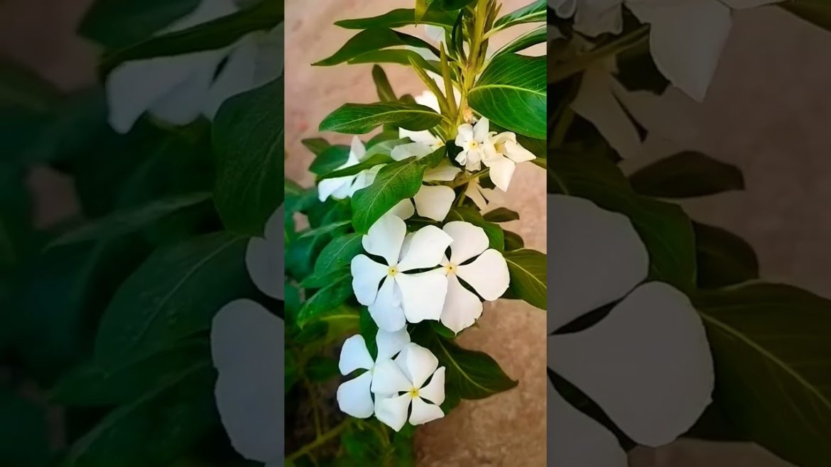 Vinca Flower || White Vinca ||
