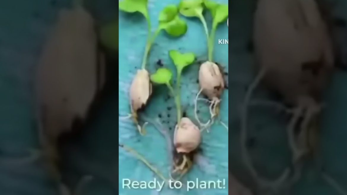 Gardening Tips Awesome video