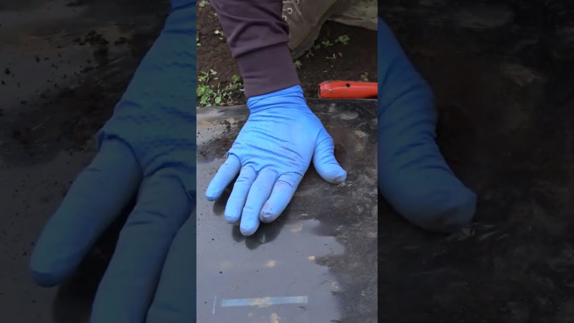 家庭菜園でやりたい!スナップえんどう栽培で種まきのコツ!#shorts /Tips for sowing snap peas from a Japanese farmer. 家庭菜園でやりたい!スナップえんどう栽培で種まきのコツ!#shorts /Tips for sowing snap peas from a Japanese farmer.