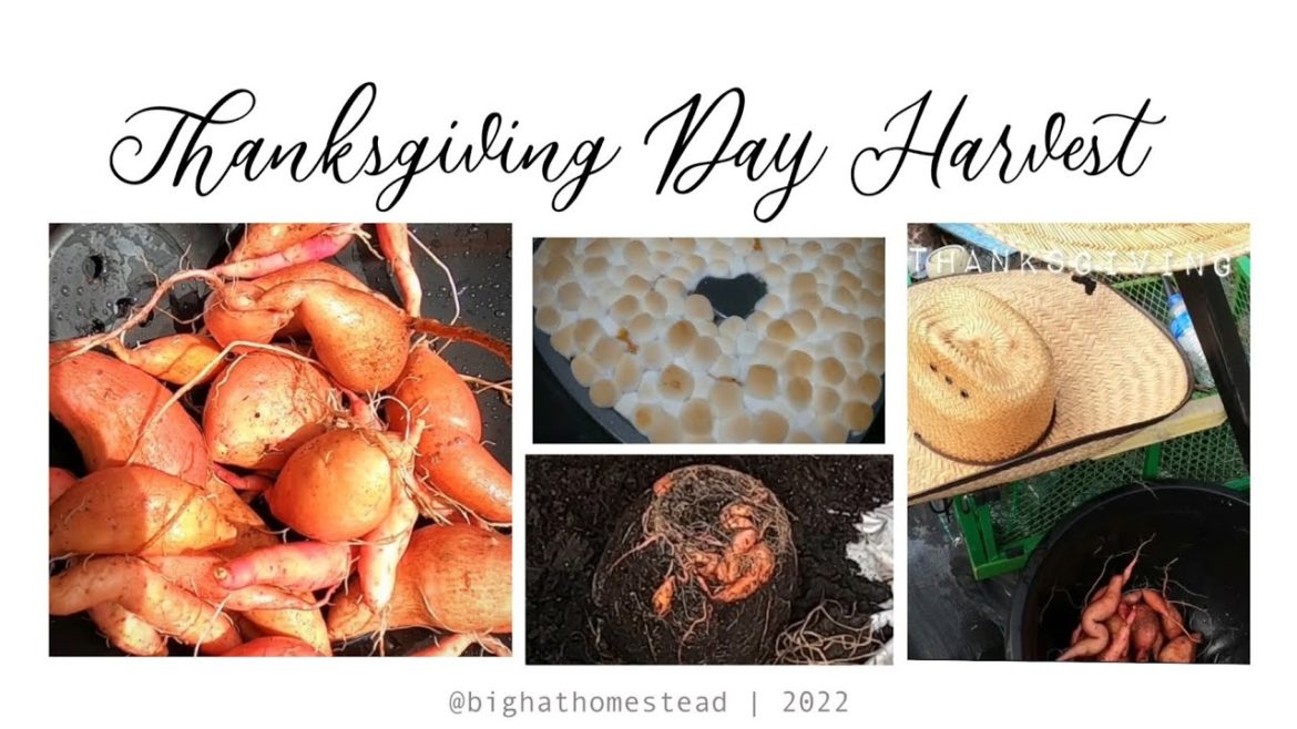 Container sweet potato harvest #2 on Thanksgiving day bonus recipe idea