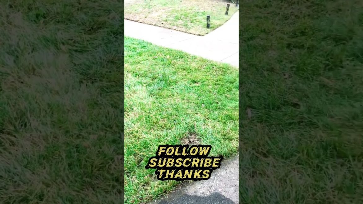 Taking Care Of Realtor Client Listing Property Fall Clean Up(FrontYard After)🍂#Fall Clean Up #leaves