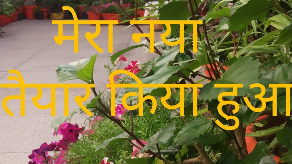 My backyard garden overview // Garden management ideas