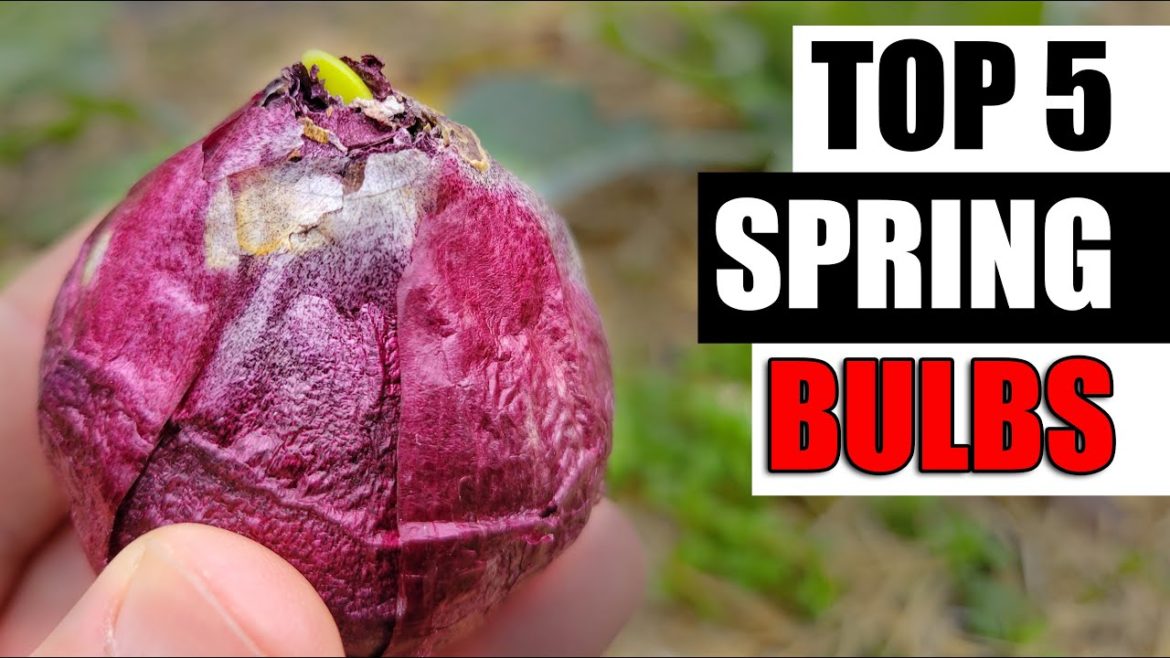 Top 5 Spring Bulbs - Garden Quickie Episode 110