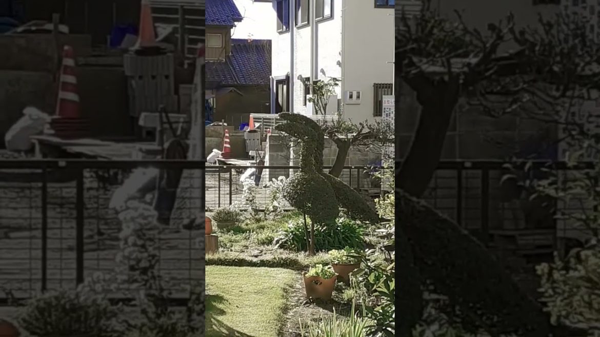 Japanese love birds bonsai