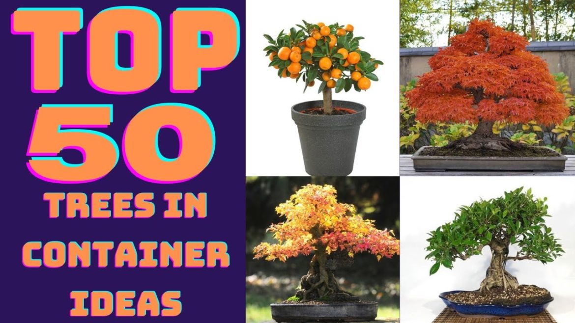 Top 14 Amazing Trees To Grow In Container Top 14 Amazing Trees To Grow In Container