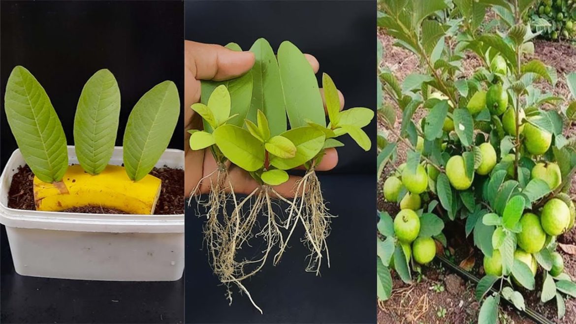 How to grow Guava plant from leaves/ How to grow guava plant easyly