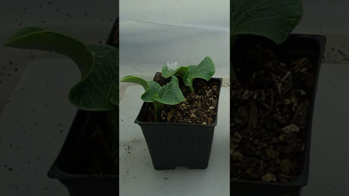 TIMELAPSE: Germinating Seeds #shorts #gardening #plants #grow #seeds #timelapse