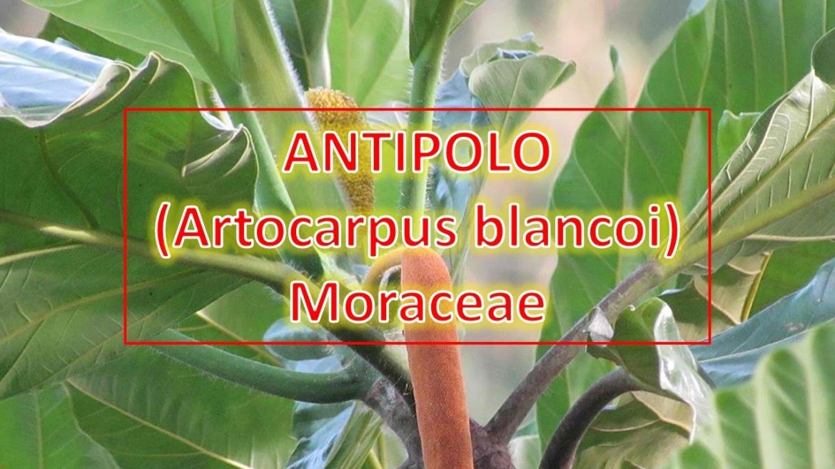 Antipolo (Artocarpus blancoi) - Moraceae | Trees for Urban Spaces | Philippine Native Trees