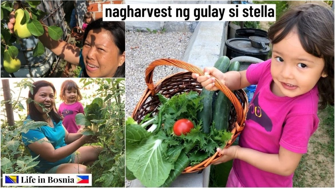 HARVESTING ORGANIC VEGETABLES AT THE BACKYARD GARDEN WITH STELLA | Berba povrća HARVESTING ORGANIC VEGETABLES AT THE BACKYARD GARDEN WITH STELLA | Berba povrća