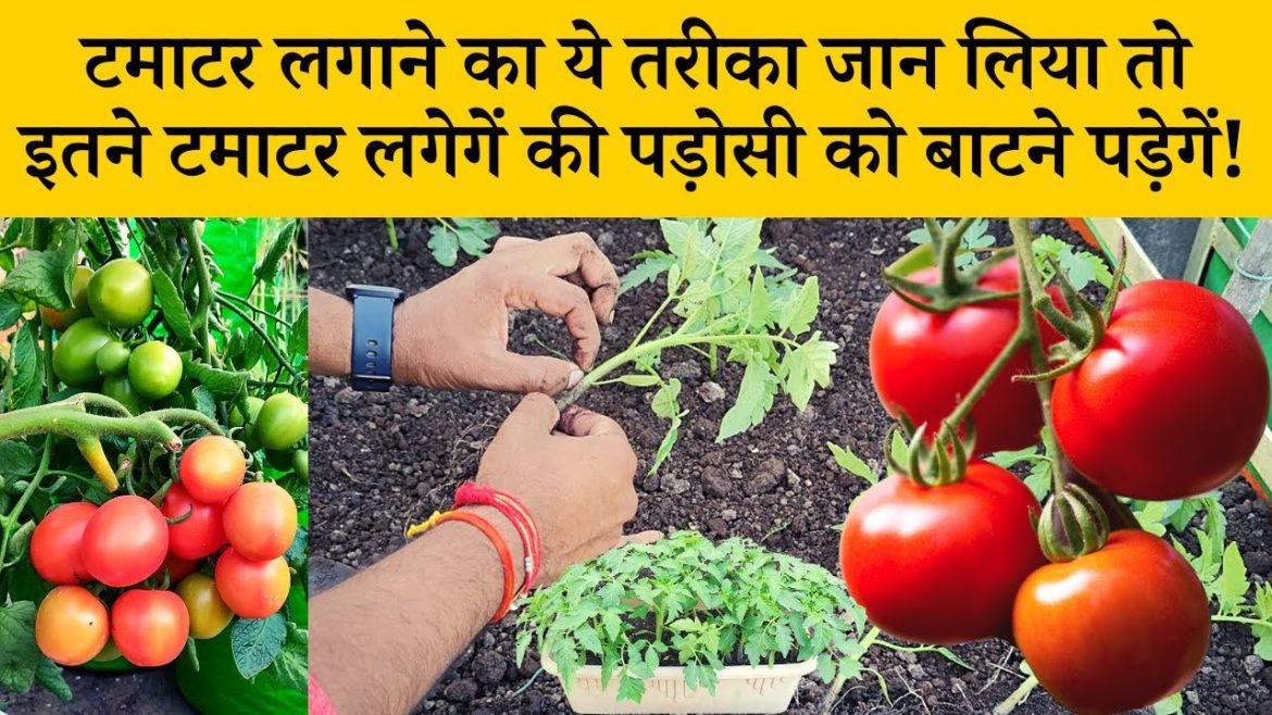 टमाटर लगाने का ये तरीका जान लिया तो इतने टमाटर लगेगें की पड़ोसी को बाटने पड़ेगें! Tomato Growing Tips