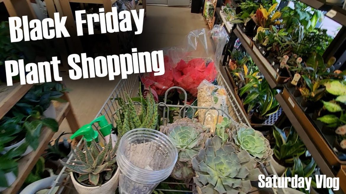Lowes and The Home Depot Black Friday Plant Shopping Lowes and The Home Depot Black Friday Plant Shopping