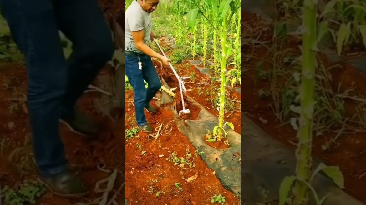 Gardening tool #gardening #shorts