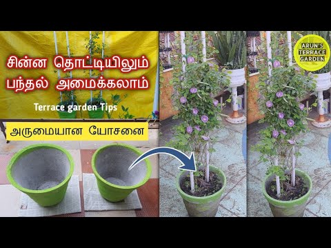 பந்தலுக்கு சின்ன தொட்டி போதும் குறைந்த இடத்தில் பந்தல் |Useful garden tips for creepers and climbers பந்தலுக்கு சின்ன தொட்டி போதும் குறைந்த இடத்தில் பந்தல் |Useful garden tips for creepers and climbers