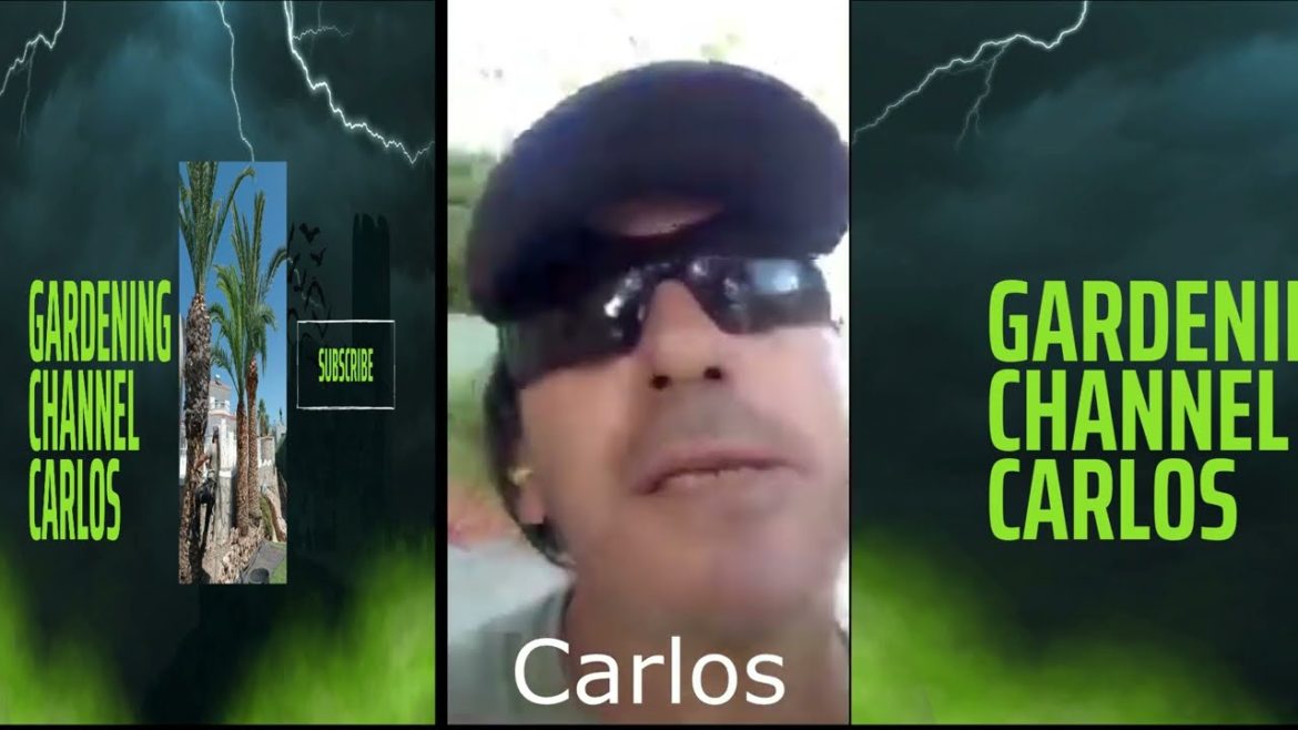 What to do when wind  Damaged Trees Tips  by Gardening Channel Carlos