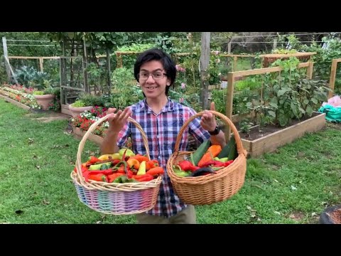 My Mom's Backyard Garden Tour Ep24 (August Update) | Aiman's Backyard Organic Gardening Vlog 2020 My Mom's Backyard Garden Tour Ep24 (August Update) | Aiman's Backyard Organic Gardening Vlog 2020