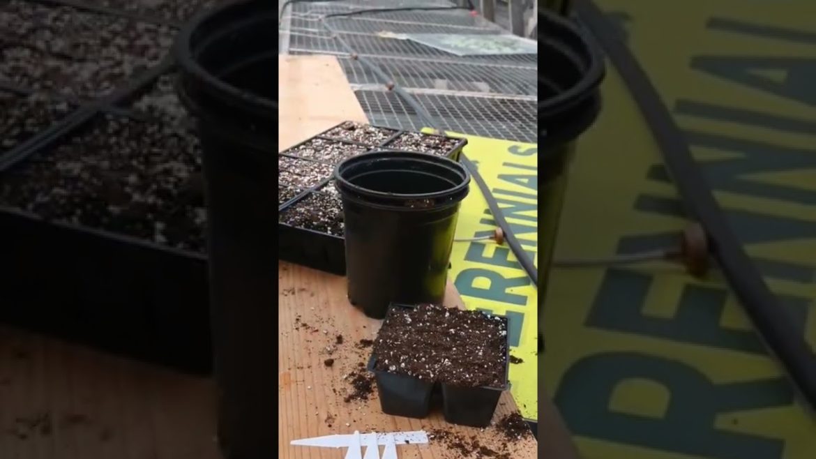 Seeds For Gardening (part 2) #gardening #seeds #farming