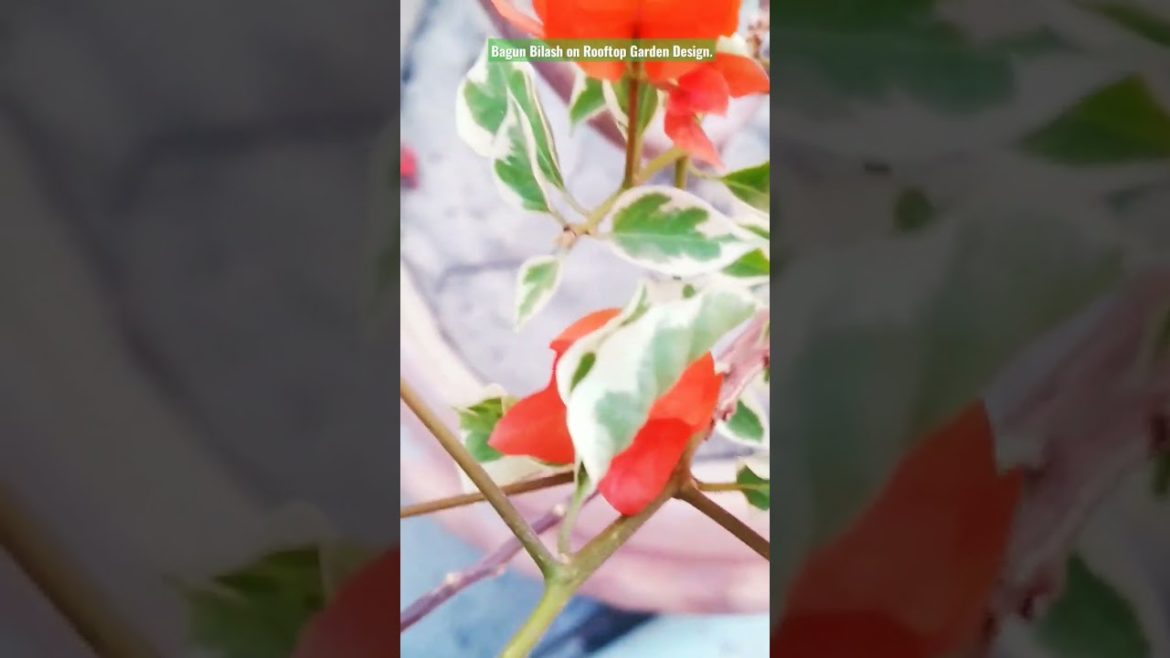 Bagun Bilash on Rooftop Garden Design. #shorts