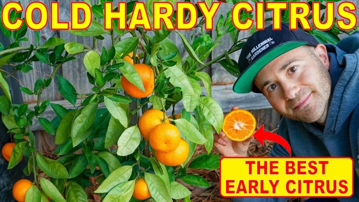 This Is The Best ORANGE TREE For Northern Growers To GROW CITRUS This Is The Best ORANGE TREE For Northern Growers To GROW CITRUS
