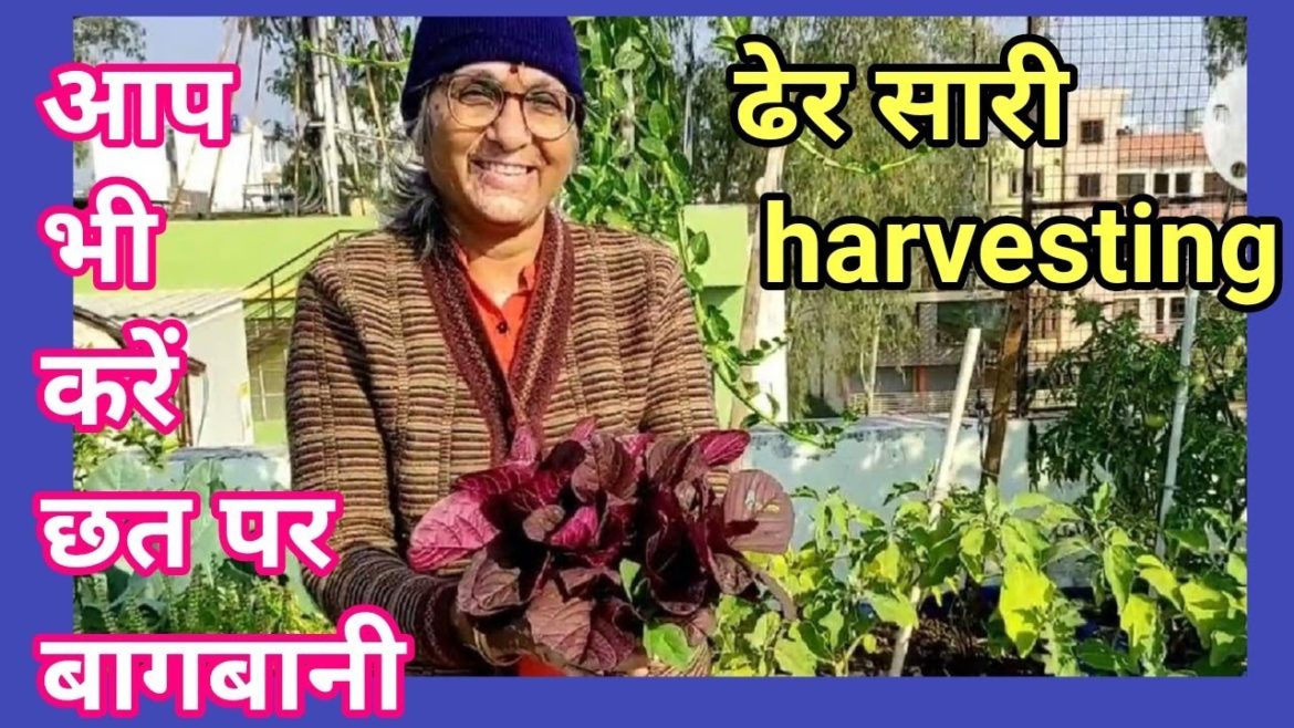 harvesting and gardening tips. how we start terrace garden