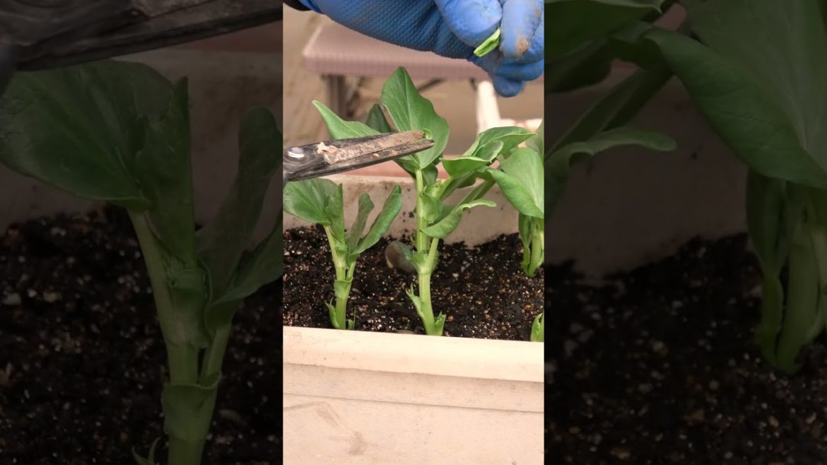 家庭菜園でやりたい!そら豆栽培で先端摘芯のコツ!#shorts /Tips for Picking Broad Beans from a Japanese Farmer. 家庭菜園でやりたい!そら豆栽培で先端摘芯のコツ!#shorts /Tips for Picking Broad Beans from a Japanese Farmer.
