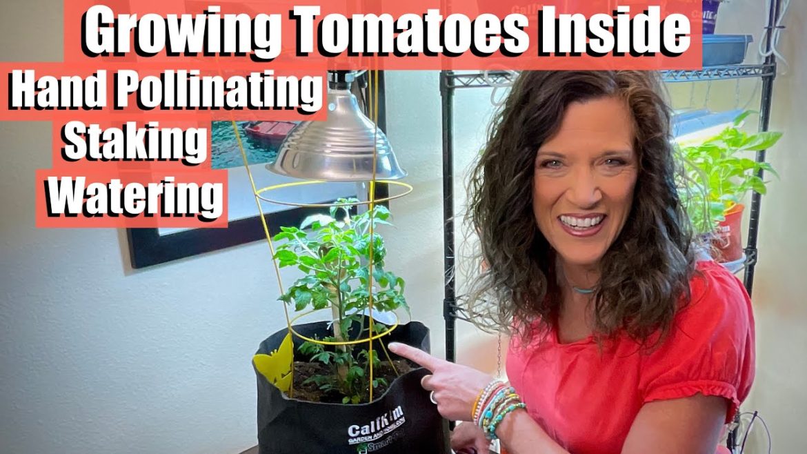 How to Grow Tomatoes Inside in Winter – Hand Pollinating, Staking Watering, Grow Lights ๐
โ๏ธ How to Grow Tomatoes Inside in Winter - Hand Pollinating, Staking Watering, Grow Lights ๐
โ๏ธ