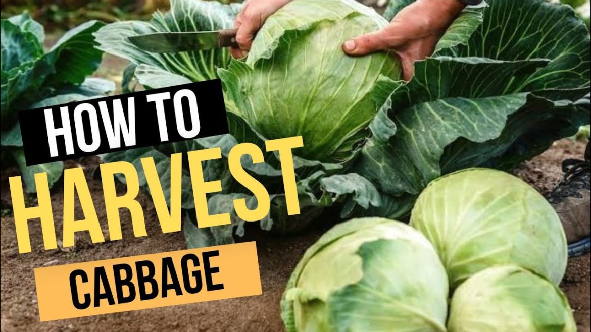 How To Grow  Cabbage From Seeds | Seeds to Harvest