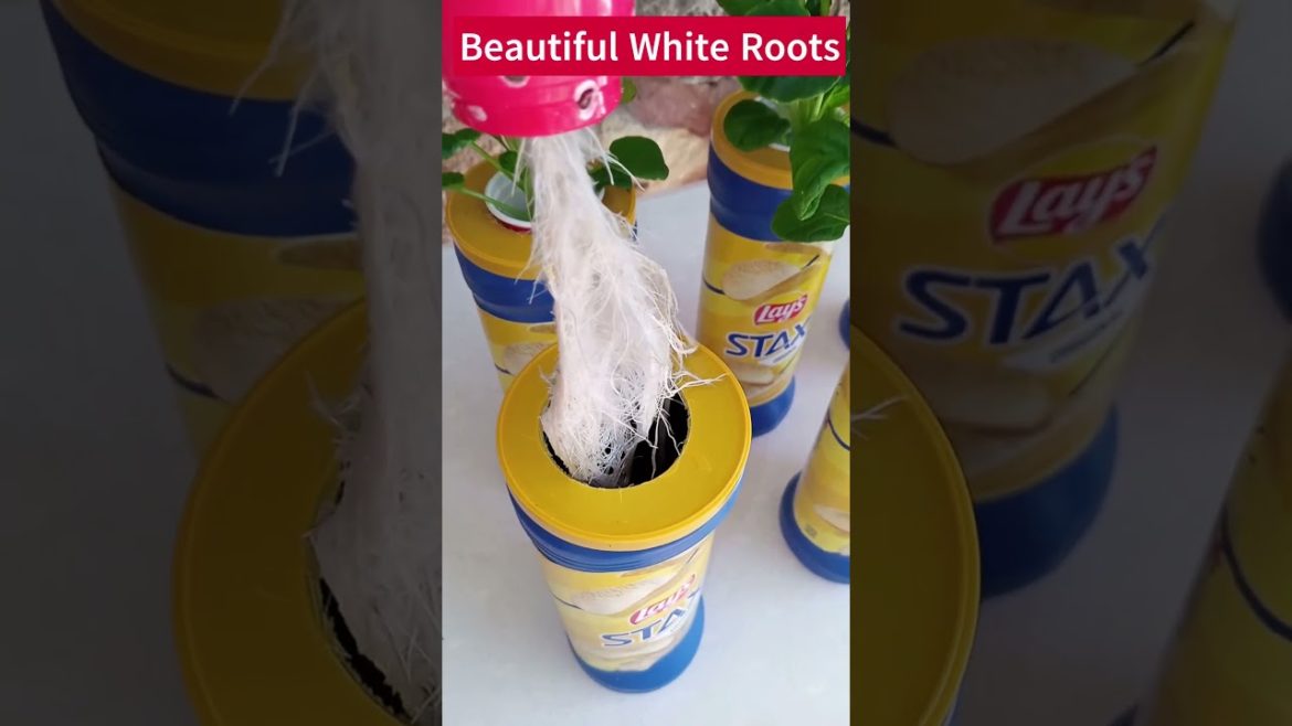 Bok Choy In Lays Hydroponic Container Recycle Me Series Episode 2 #bokchoy #hydroponics #gardening