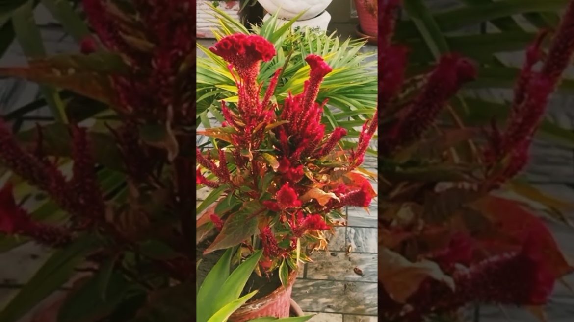 Cockscomb Plant #viral #short #shortvideo