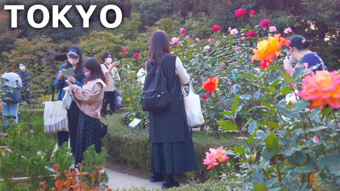 [4k] Tokyo - A garden in Komagome that blends Japan and the West (Nov. 2022)