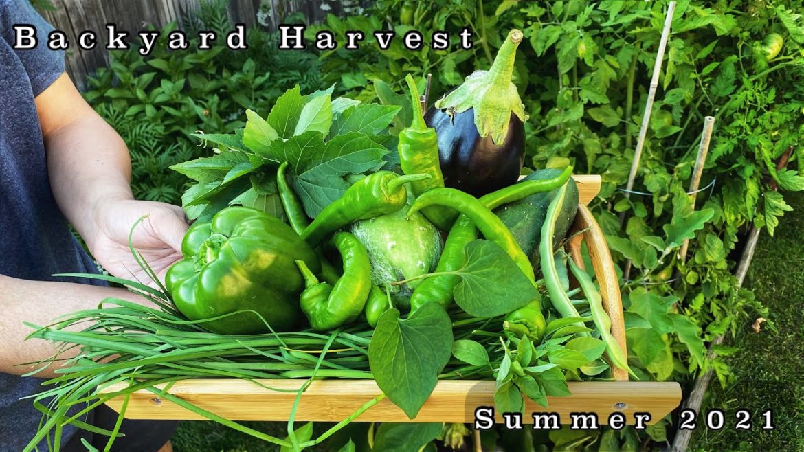 Organic Veggies from my Backyard Garden I Summer Harvest 2021 Organic Veggies from my Backyard Garden I Summer Harvest 2021