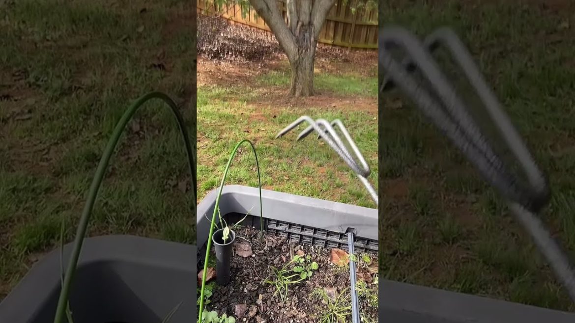 What is that thing in my Garden? #shorts