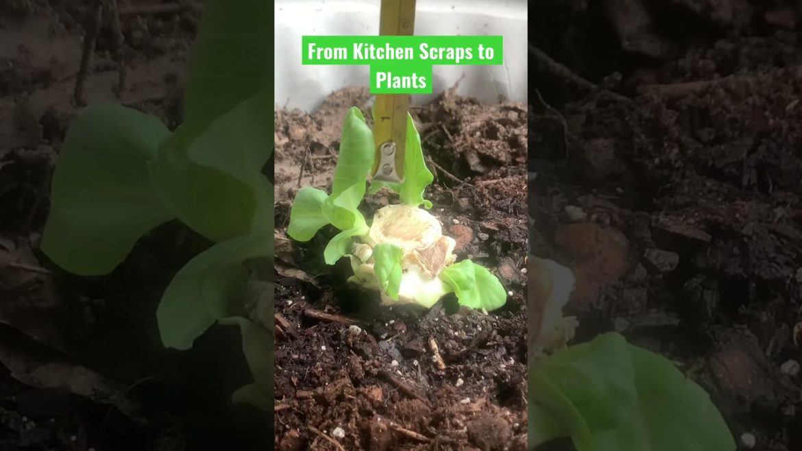Turn Kitchen Scraps into FOOD #shorts #gardening #savemoney