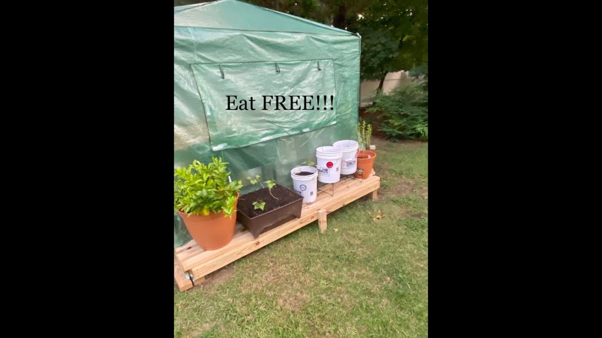 Grow a garden with no money!!!