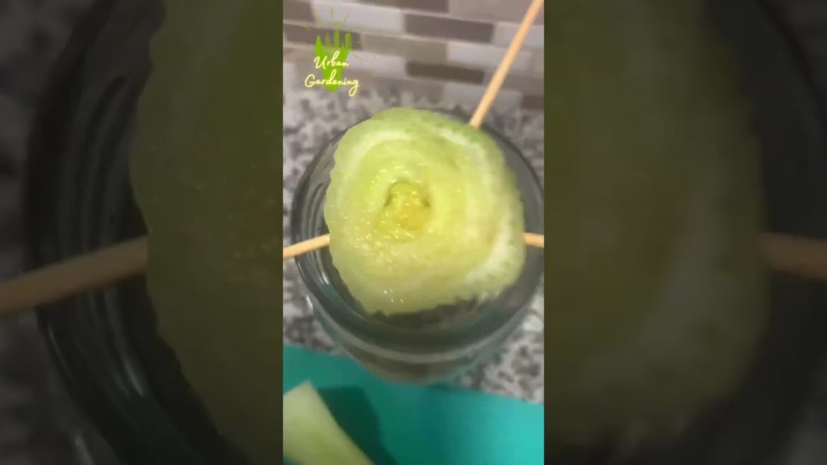 Save $$$ Money | Regrow Supermarket Celery #shorts #savemoney #food Save $$$ Money | Regrow Supermarket Celery #shorts #savemoney #food