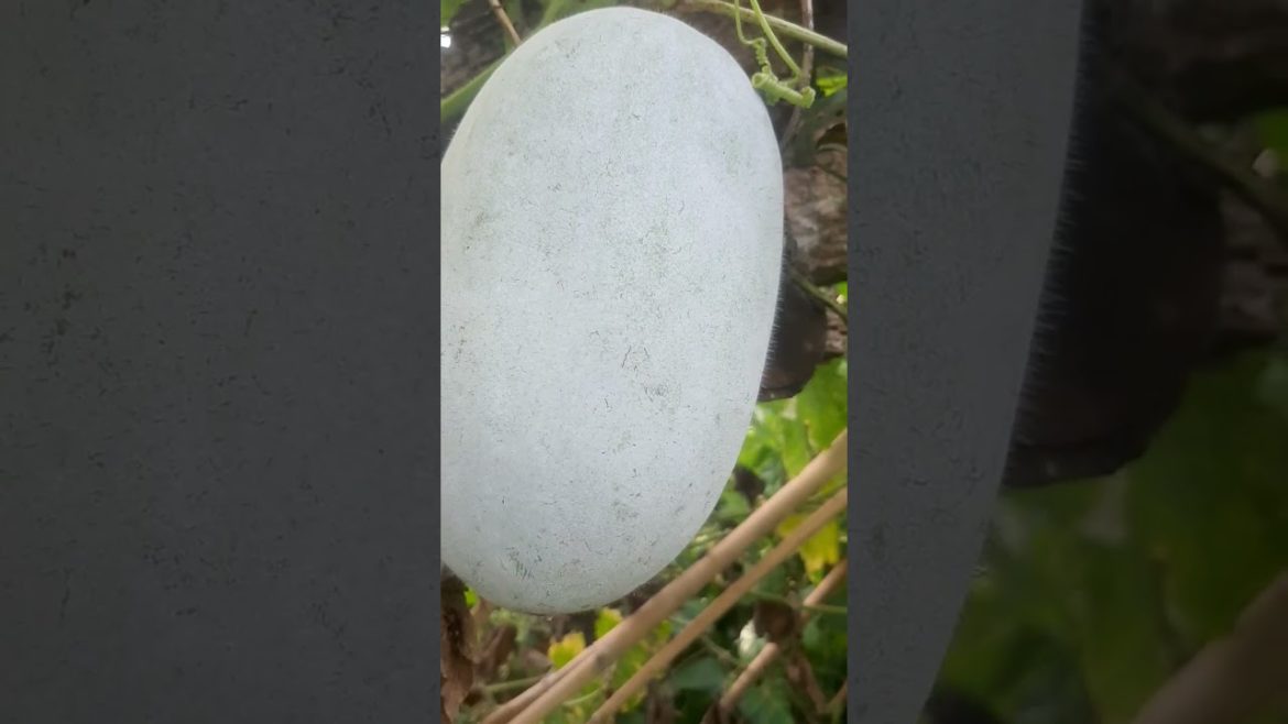 Wild Vegetable #short