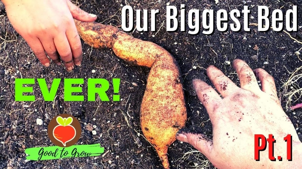 Harvesting Our Biggest Sweet Potato Bed EVER With My Daughter Pt. 1