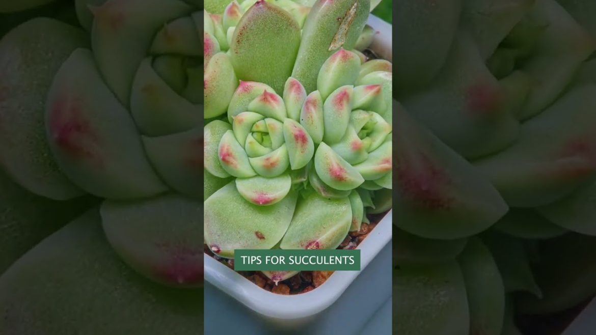 Tips for succulents