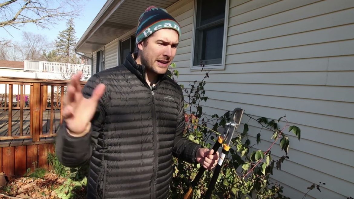 MIgardener: How to Prune Blackberries For Big Yields & Healthy Plants How to Prune Blackberries For Big Yields & Healthy Plants