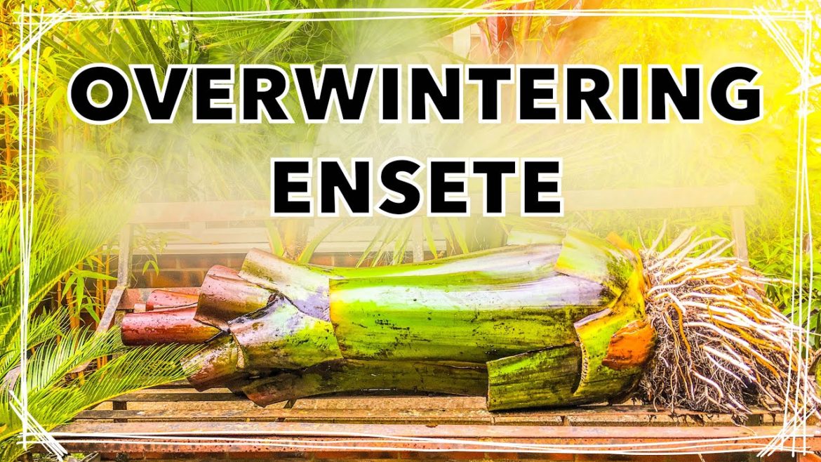 How I Overwinter Ensete ventricosum 'Maurelii’ - Banana Plant Winter Care Tips
