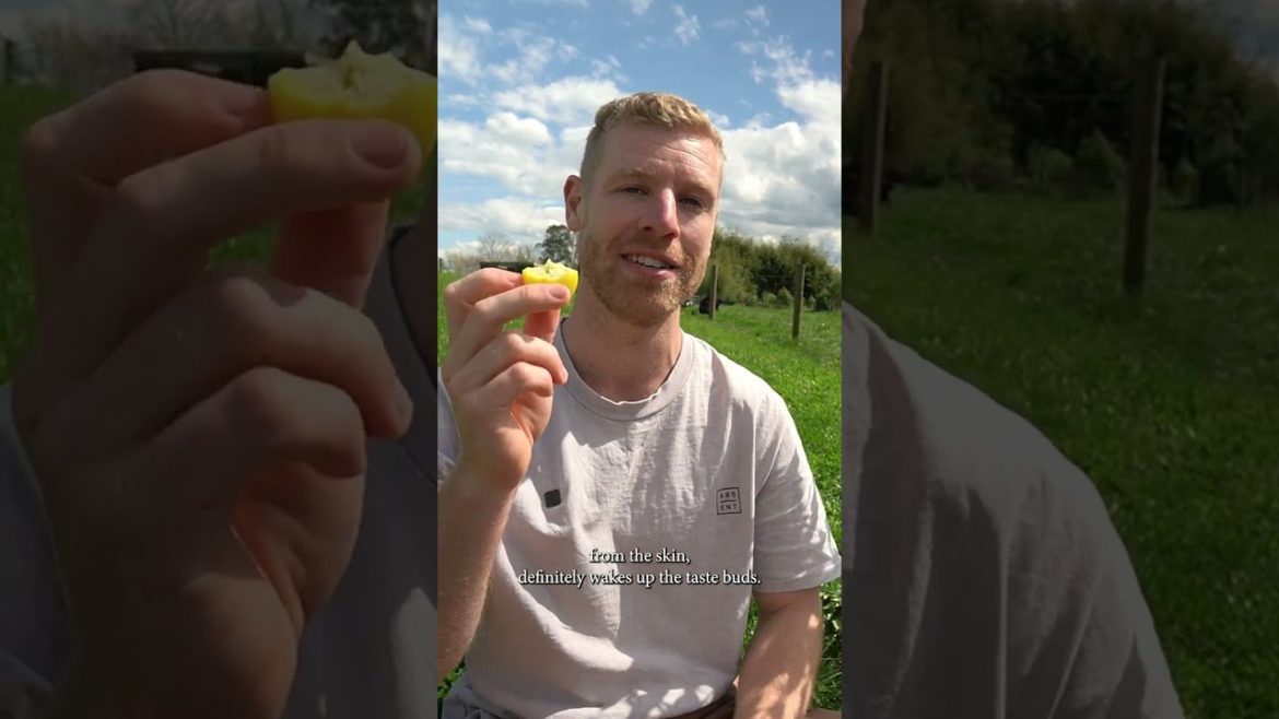 Limequats! ππ Sour on the inside, with a sweet edible skin Limequats! ππ Sour on the inside, with a sweet edible skin