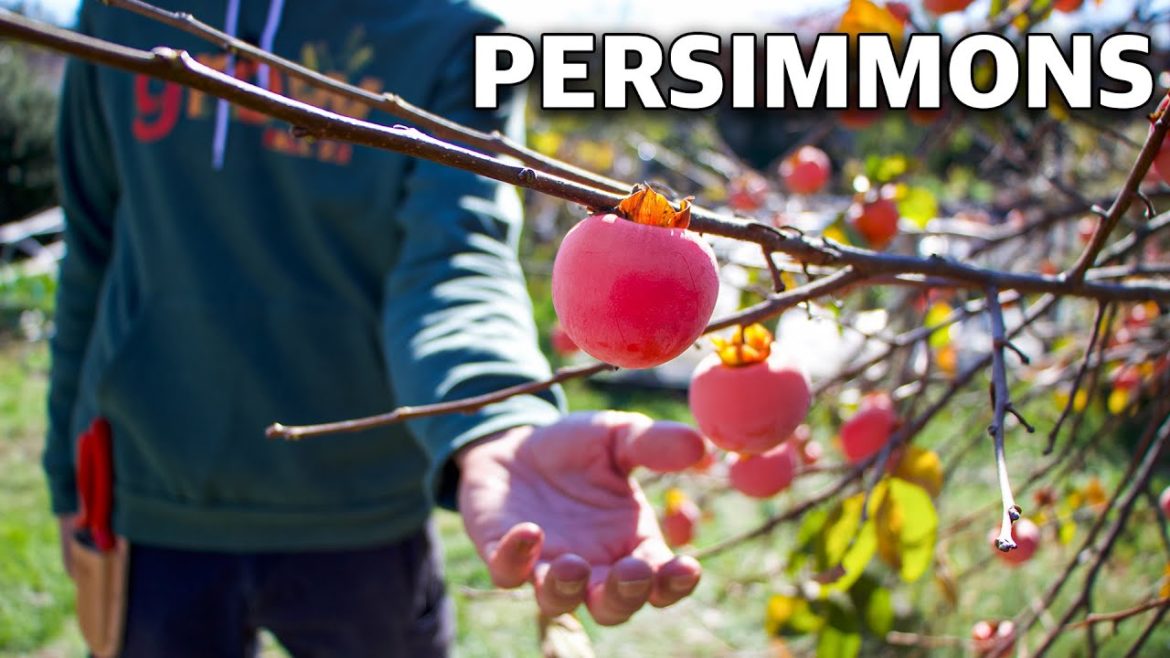 James Prigioni: How to Grow a Persimmon Tree, Complete Growing Guide! How to Grow a Persimmon Tree, Complete Growing Guide!