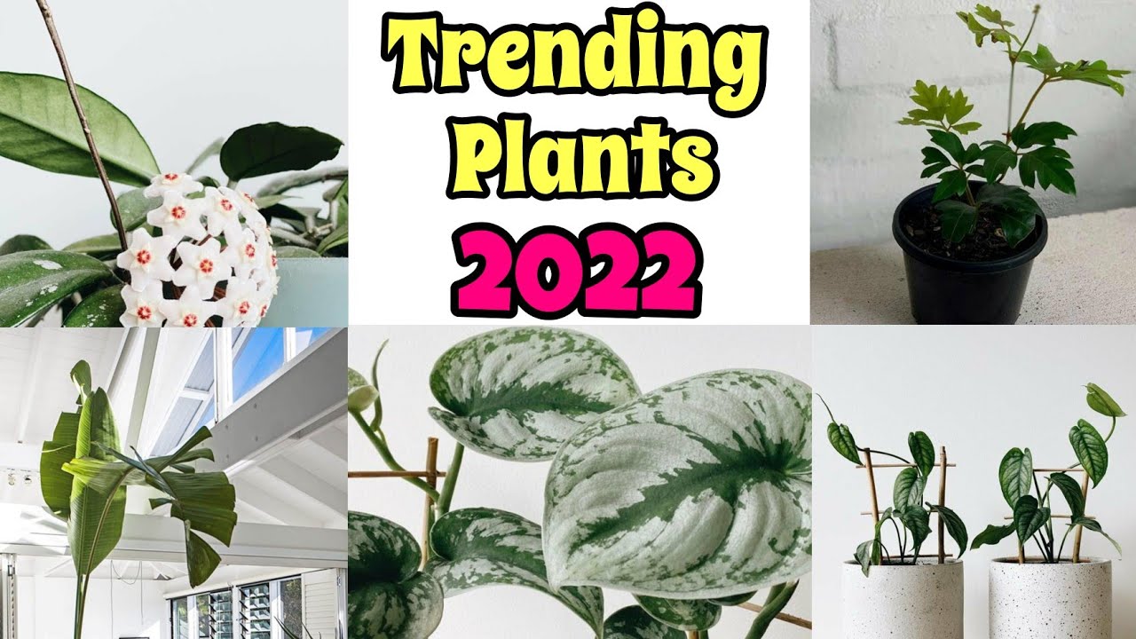 Rare Trending Plants for 2022 Trending Houseplants 2022 All For