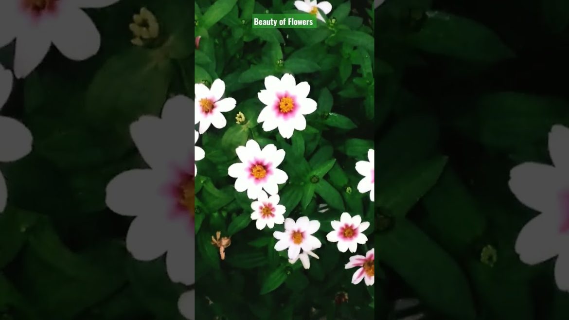 Rooftop Garden Ideas  with Ginia Flowers Tree. Rooftop design with flowers. #shorts