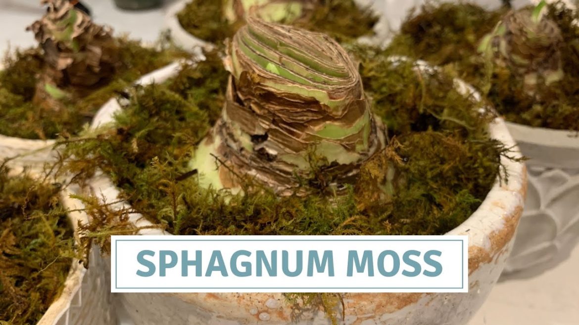 Decorating With Sphagnum Moss And A Propagation Experiment