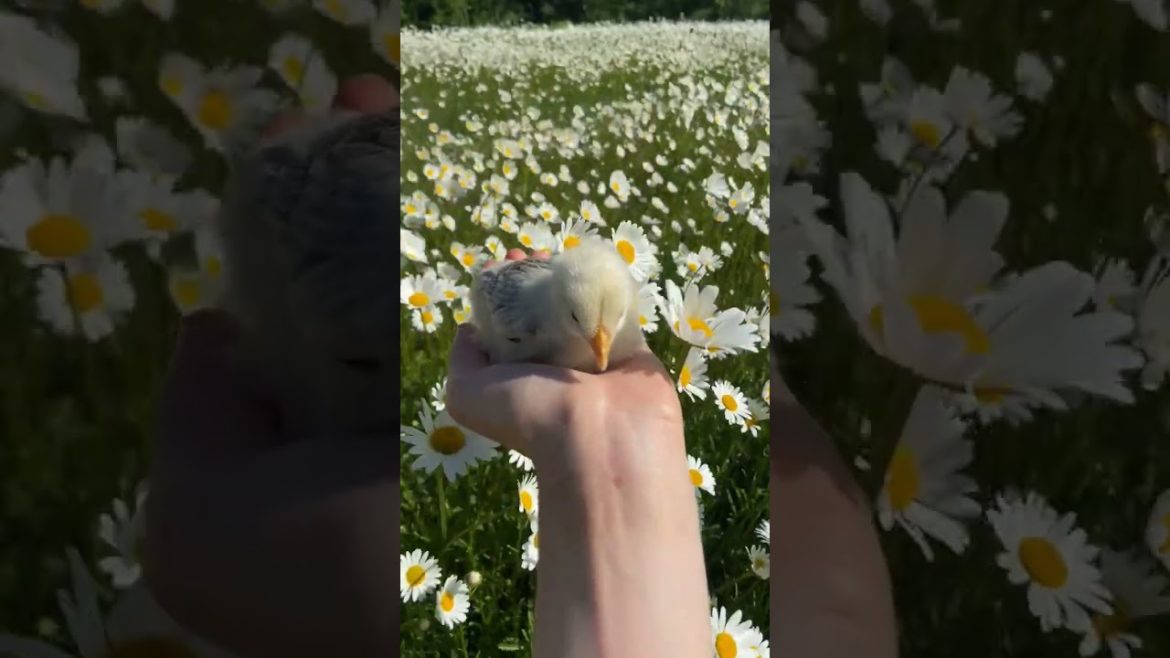 #cute #cuteanimals #beautifulanimals #cutebirds #birds #birdslover #trending #trendingshorts #viral