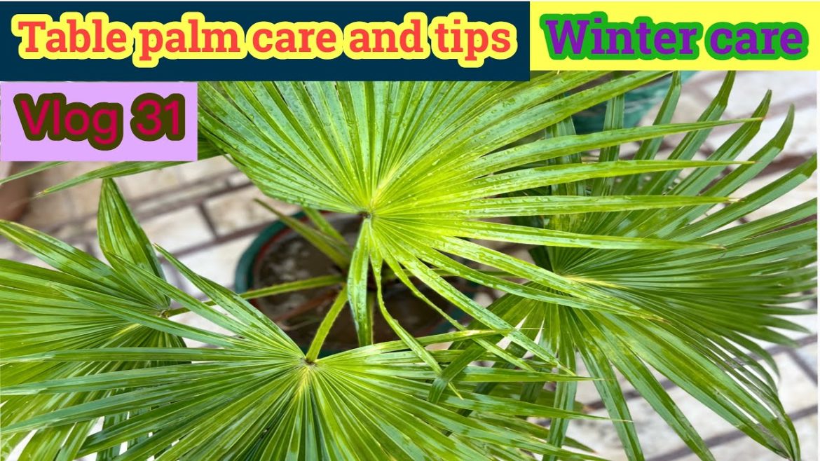 Table palm plant care | indoor or outdoor ❓| Winter care and tips |#vlog31 #gardeningvlog #tablepalm